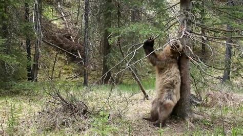 shake that bear|Bringing WTF back to its roots.....SHAKE THAT BEAR : r/WTF